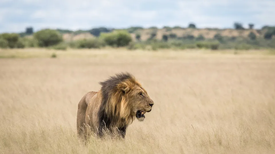 Leão mata turista num acampamento de luxo na Namíbia